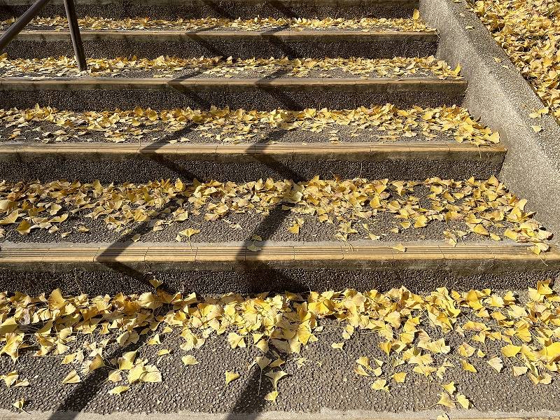 紅葉の写真