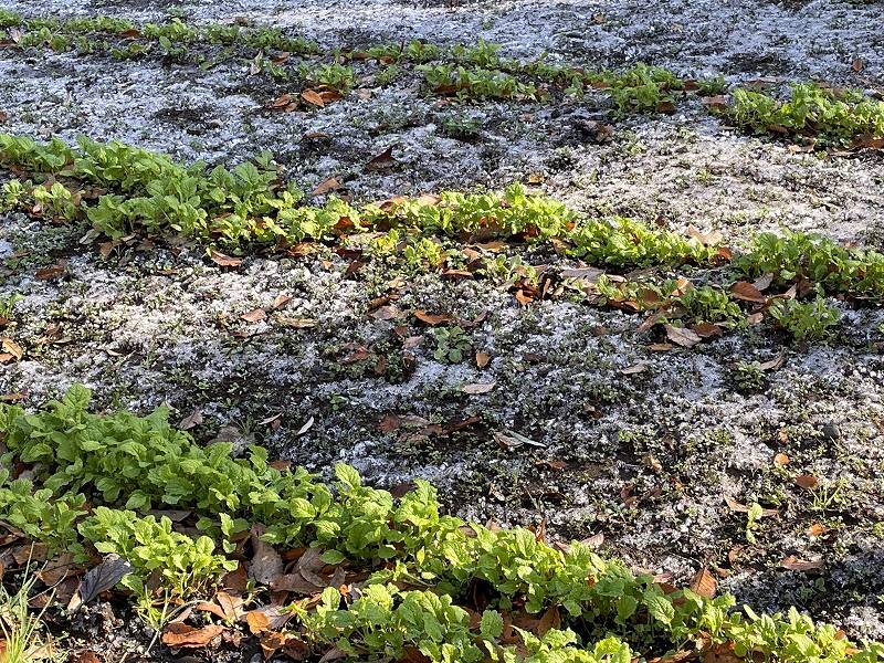 寒っ！！の写真