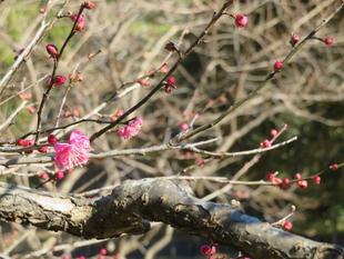 今年の梅は・・・