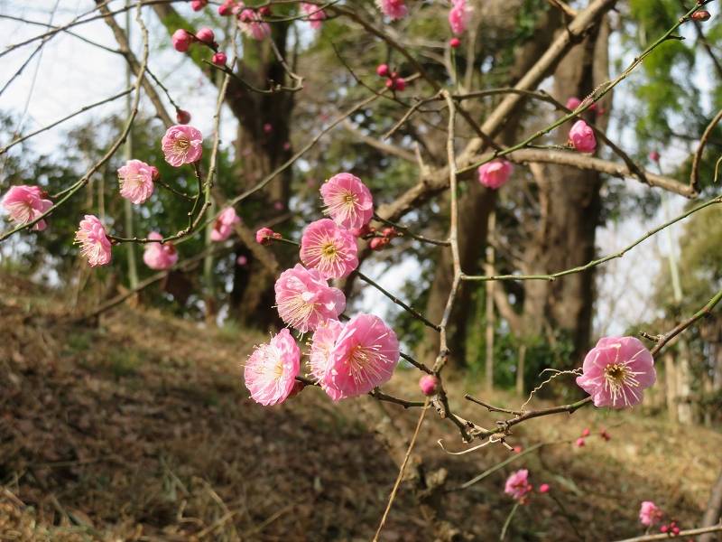 今年の梅は・・・ -3の写真