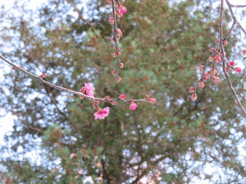 今年の梅は・・・ -2の写真