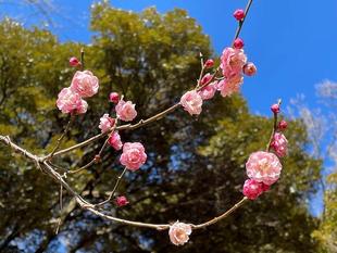 今年の梅は・・・　-6