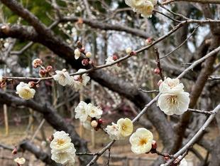 今年の梅は・・・-5