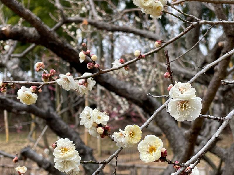 今年の梅は・・・-5の写真