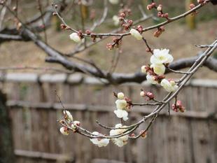 今年の梅は・・・-4