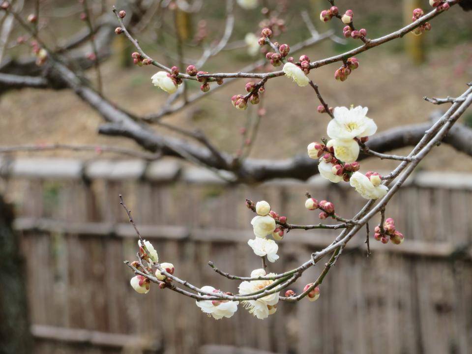 今年の梅は・・・-4の写真