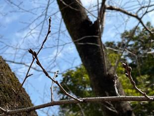 2022　桜の開花情報　スタートします【2022年3月2日】