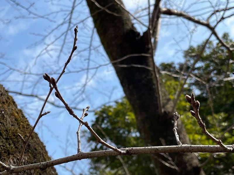2022 桜の開花情報 スタートします【2022年3月2日】の写真