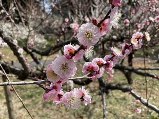 今年の梅は・・・満開！！