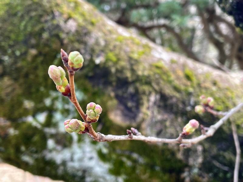 まだ、蕾の写真