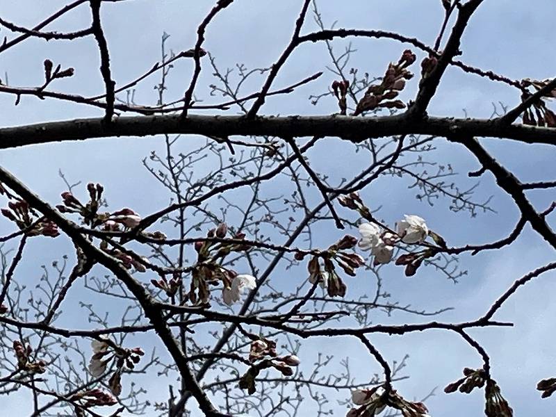 サクラ開花の写真