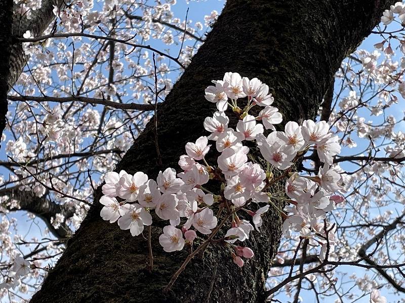 サクラ　満開です！の写真