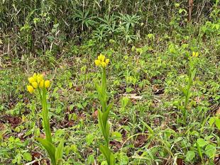 春の山野草が咲きだしました。