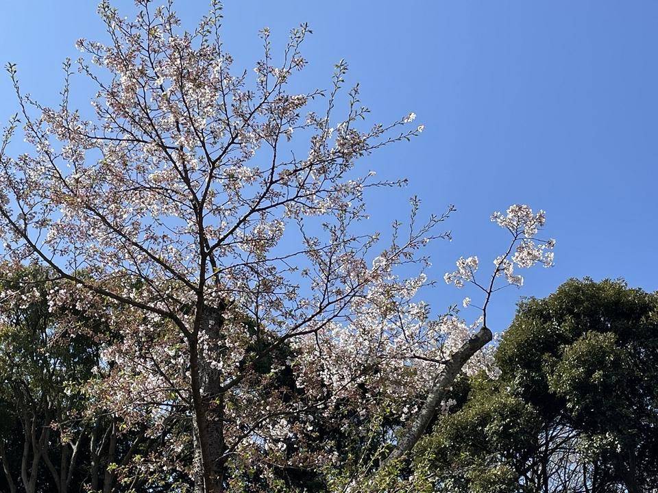 サクラ散るの写真