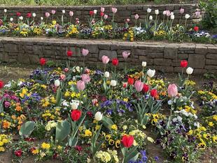 春爛漫の花壇です