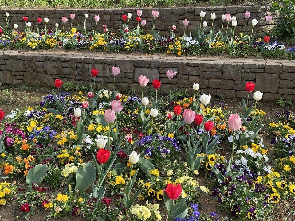 春爛漫の花壇ですの写真
