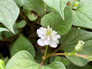 別名「十薬」薬草です。