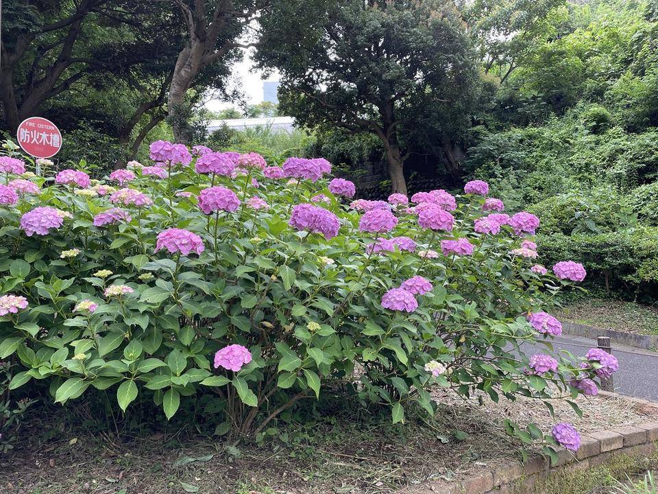 アジサイの写真