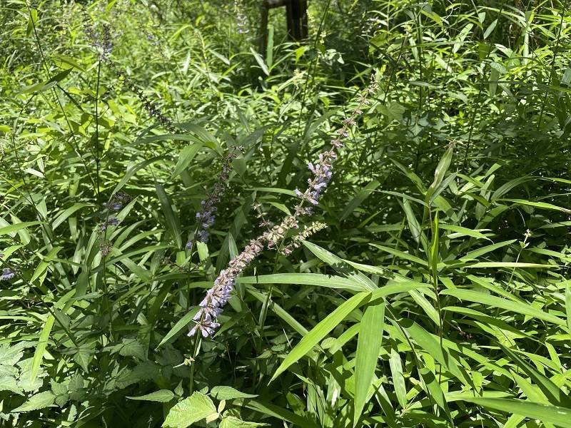 夏の花の写真