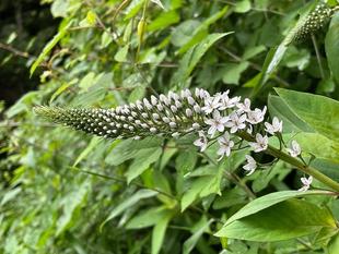 夏の花が咲きだしました。