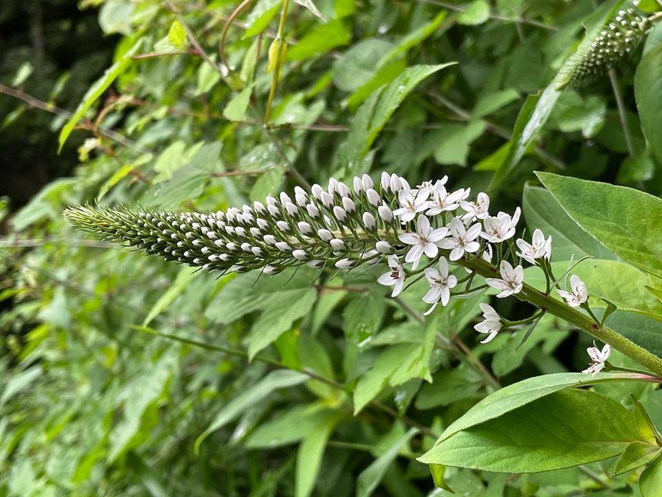 夏の花が咲きだしました。の写真
