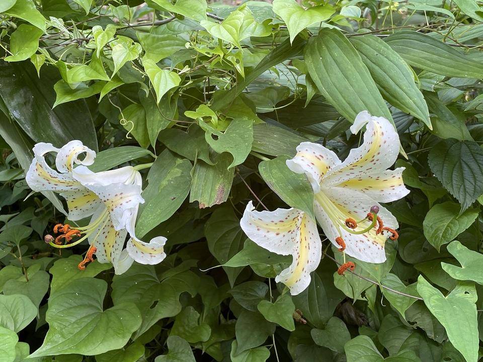 ヤマユリ咲きだしました!の写真