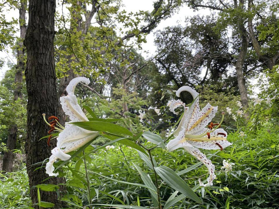 夏の花の写真