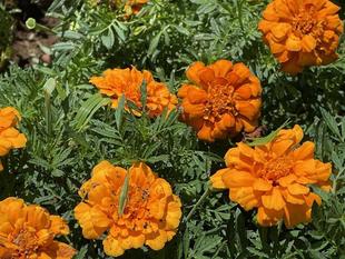 ボランティア活動　ありがとう！！！