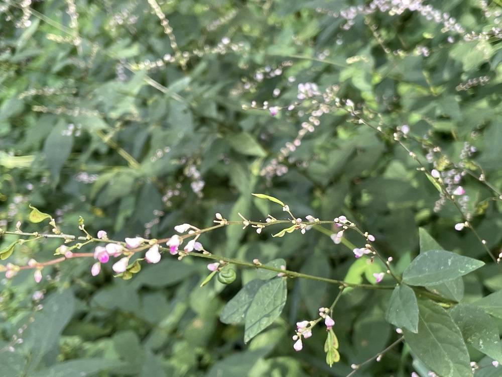 もっと小さな花の写真