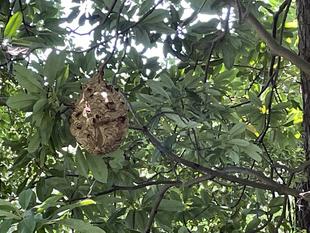 キイロスズメバチ