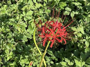 ヒガンバナ　2022