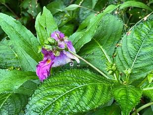 ツリフネソウ咲きました