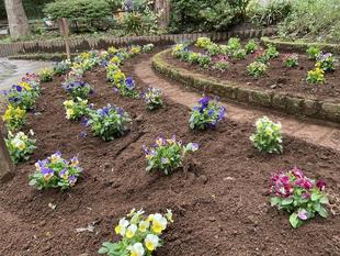 花壇　植え替えました。