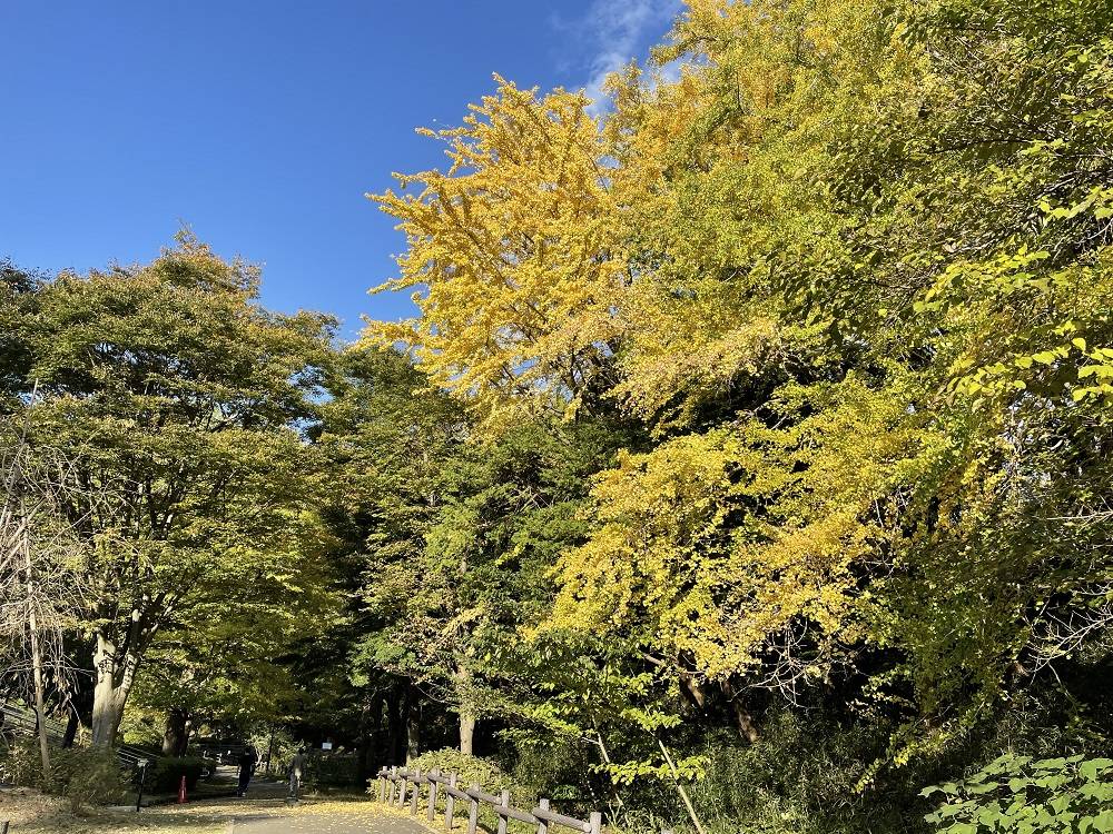紅葉、そして黄葉の写真