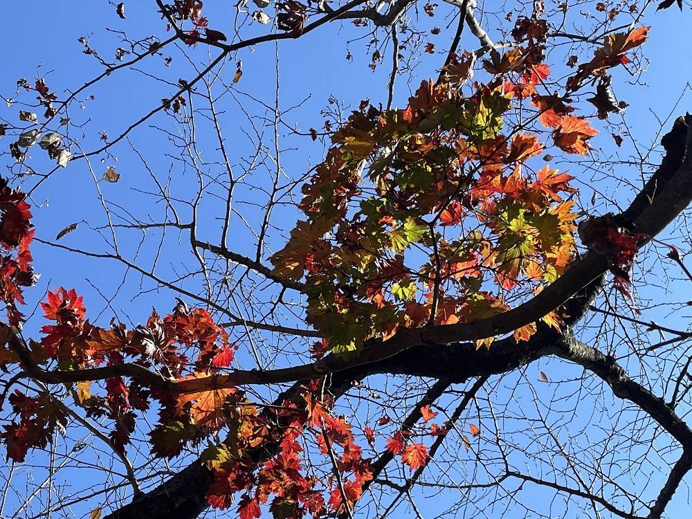 紅葉、そして黄葉 -2の写真