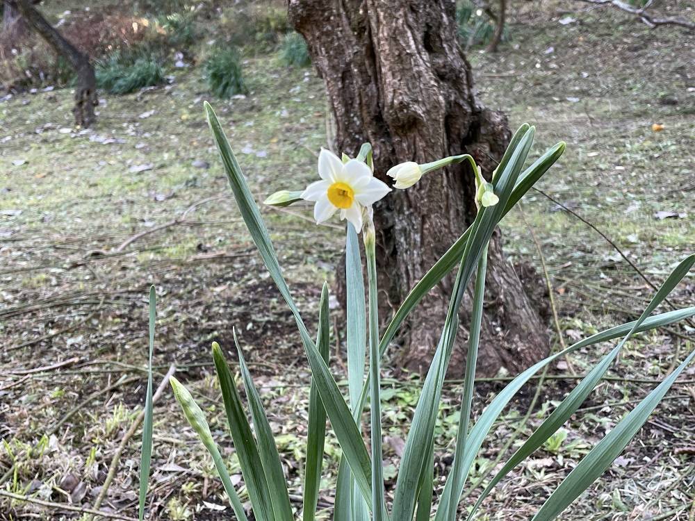 スイセン咲き始めましたの写真