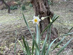 スイセン咲き始めました