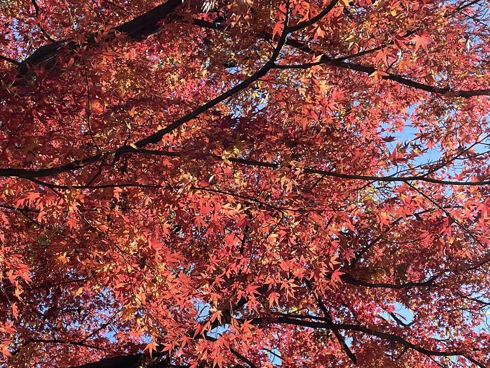 紅葉の写真
