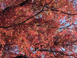 紅葉