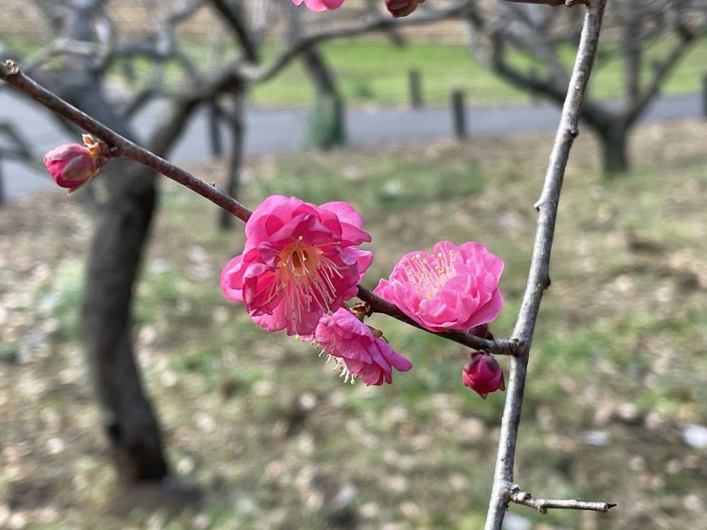 新春 ウメ開花情報の写真