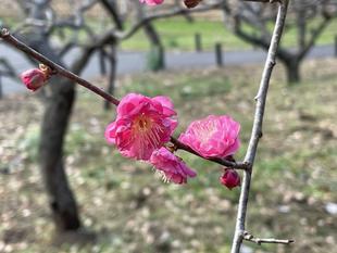 新春　ウメ開花情報