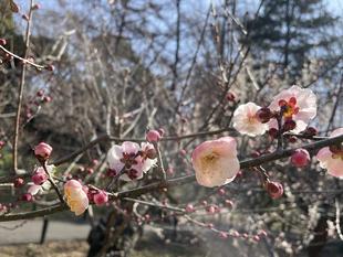 梅林　五分咲き