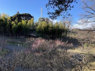 春遠し・・・。