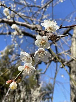 梅林　八分咲き