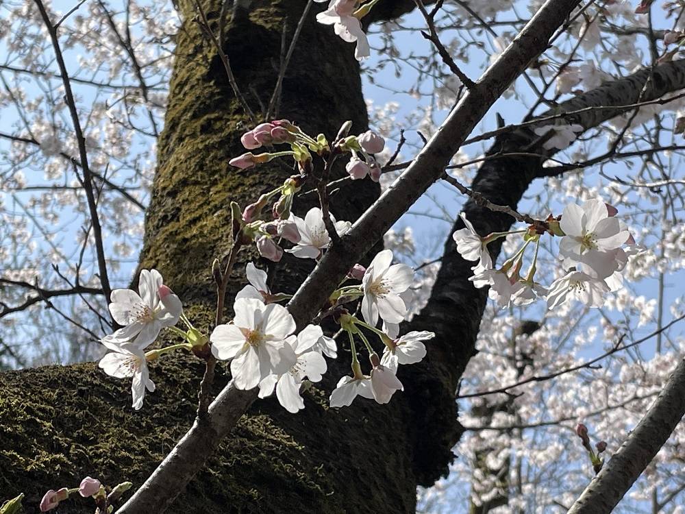 桜開花情報【2023年3月22日号】の写真
