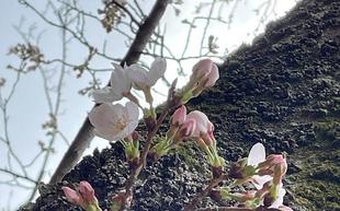 桜開花情報【2023年3月16日号】