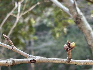 桜開花情報【2023年3月8日号】