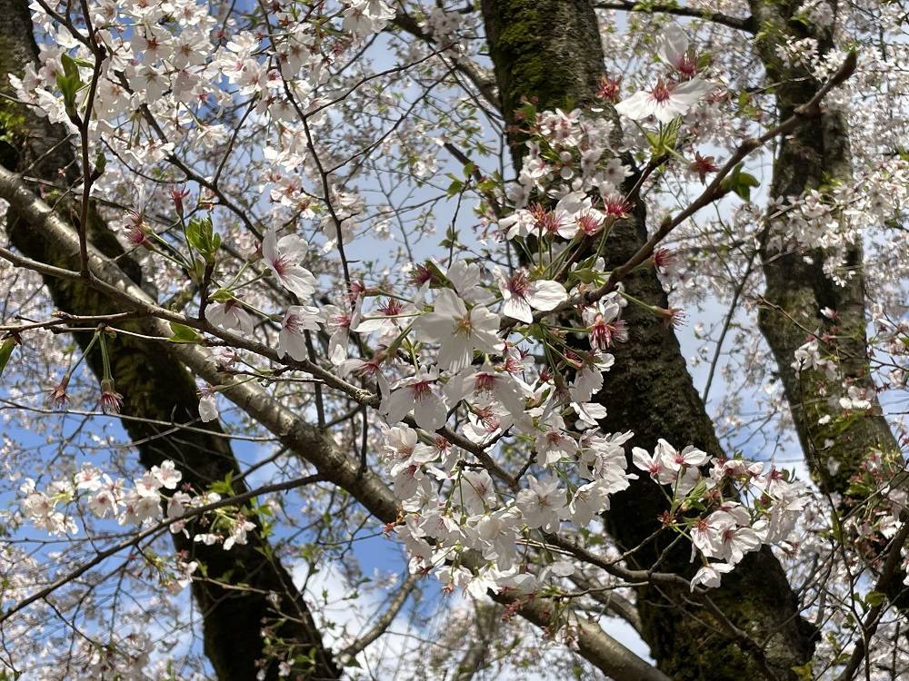 桜開花情報【2023年3月30日号】の写真