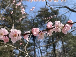梅林　満開です！