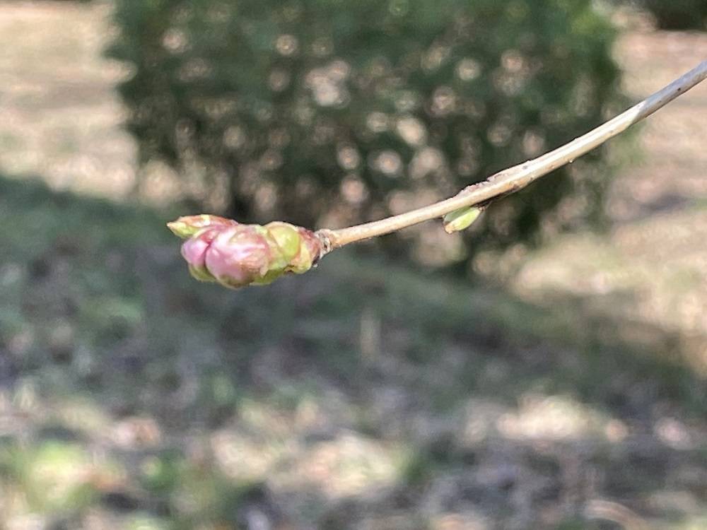 桜開花情報【2023年3月15日号】の写真
